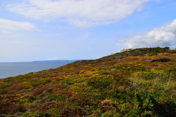 花生的生长过程手抄报
