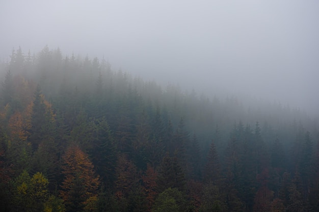 关于篮球的知识